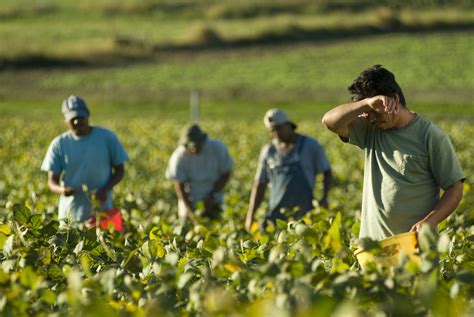 Ag workers - This article looks broadly at farm working hours, including what time farmers can work until. Farming or agriculture has a wide definition and, as well as growing …
